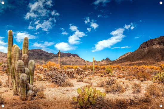 Affiche jardin - Cactus dans le désert - bord ourlé - 120x80cm