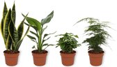 Set van 4 Kamerplanten - Asparagus Plumosus & Coffea Arabica & Sansevieria Superba & Strelitzia Reginae - ± 25cm hoog - 12cm diameter