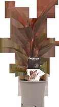 Decorum Cordyline Tango - Kamerplant - 40cm - ø12cm