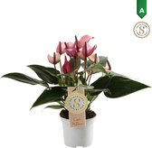 Anthurium Zizou - Kamerplant - 30cm