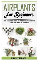 Air Plants for Beginners