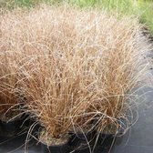 6x Carex buchananii - Rode zegge - Pot 9x9 cm
