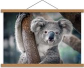 Schoolplaat – Koala Hangend aan Boom - 60x40cm Foto op Textielposter (Wanddecoratie op Schoolplaat)