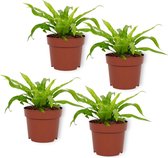 Set van 4 Kamerplanten - Asplenium Antiquum - ± 25cm hoog - 12cm diameter