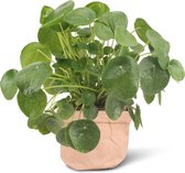We Love Plants - Pilea Peperomiodes + Plantbag Old Pink - 30 cm hoog - Pannenkoek Plant