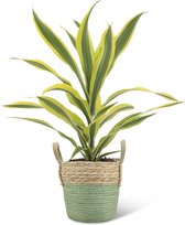 We Love Plants - Dracaena Fragrans Lemon Lime + Mand Bram - 40 cm hoog - Drakenbloedboom