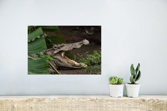 Affiche Crocodile gueule ouverte - 30x20 cm