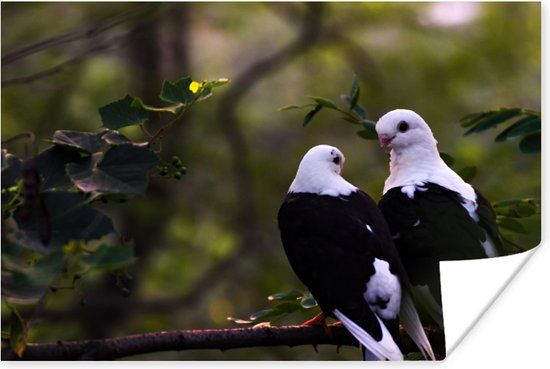 Poster Deux oiseaux sur une branche papier 90x60 cm - Tirage photo sur Poster (décoration murale salon / chambre) / Poster Animaux sauvages
