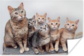 Poster Kat - Kittens - Vacht - 30x20 cm