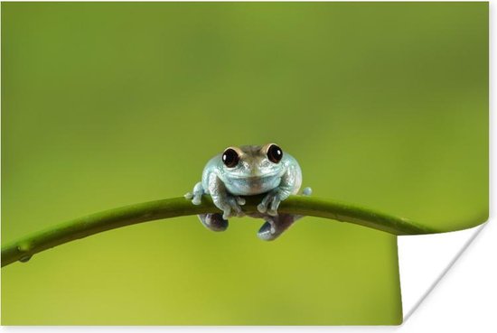 Poster Grenouille verte heureuse 