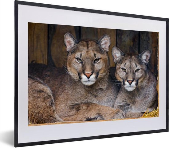 Une photo du Puma mâle et femelle | bol.com