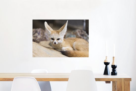 Le renard de Fennec s'allonge au sol et regarde droit dans l'appareil photo Poster 90x60 cm - Tirage photo sur Poster (décoration murale salon / chambre) / Poster Animaux sauvages