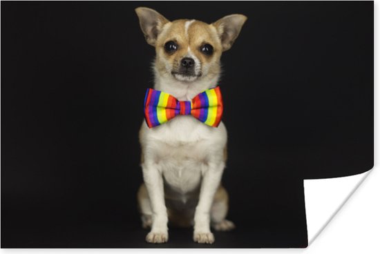 Poster Chien avec noeud coloré sur fond noir papier 60x40 cm - Tirage photo sur Poster (décoration murale salon / chambre) / Poster Animaux sauvages