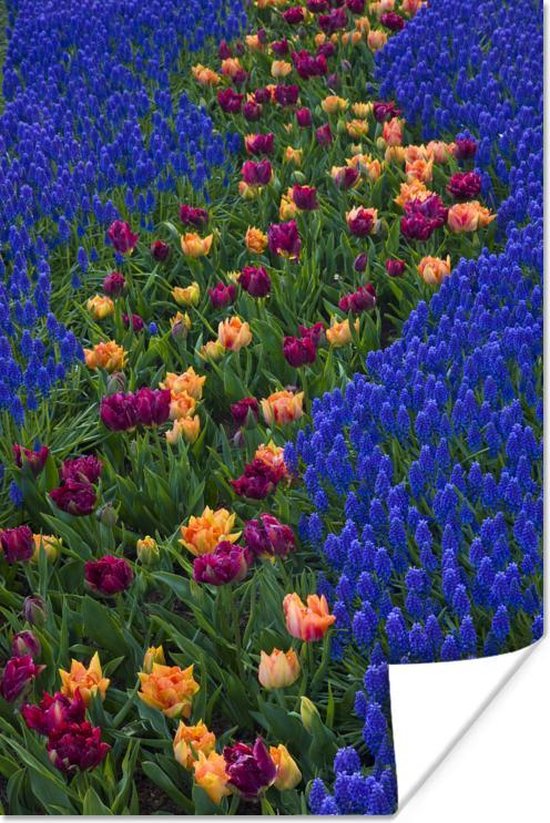 Poster Tulpen tussen druifhyacinten in de Keukenhof in Nederland - 80x120 cm