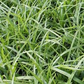 6x Carex morrowii 'Irish Green' - Zegge - Pot 9x9 cm
