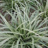6x Carex 'Silver Sceptre' - Bonte zegge - Pot 9x9 cm