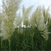 6x Cortaderia selloana - Pampasgras - Pot 9x9 cm