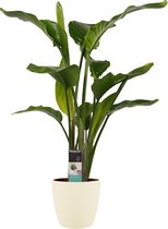 FloriaFor - Strelitzia Nicolai - Elho Brussels Soap - - ↨ 75cm - ⌀ 19cm