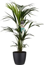 FloriaFor - Kentia Palm - Elho Brussels Black - - ↨ 100cm - ⌀ 21cm
