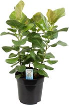 FloriaFor - Ficus Benghalensis Sunshine - - ↨ 100cm - ⌀ 24cm