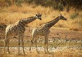 Dibond - Dieren - Wildlife / Giraf in Bruin / wit / zwart - 50 x 75 cm.