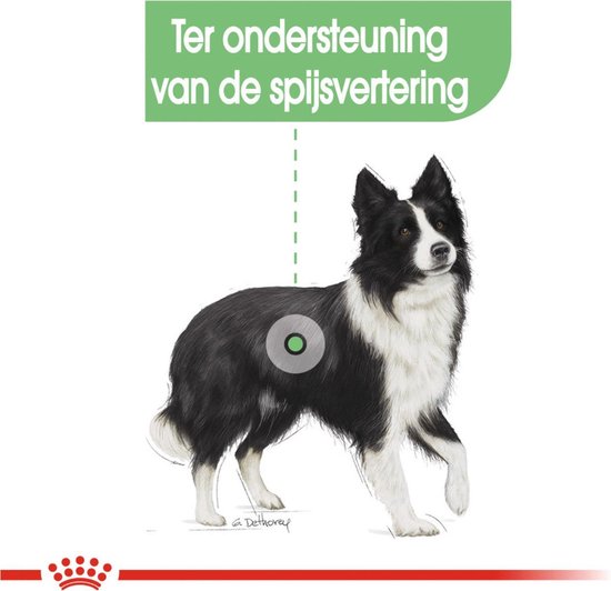 Royal Canin Ccn Digestive Care Medium - Hondenvoer - 10 kg