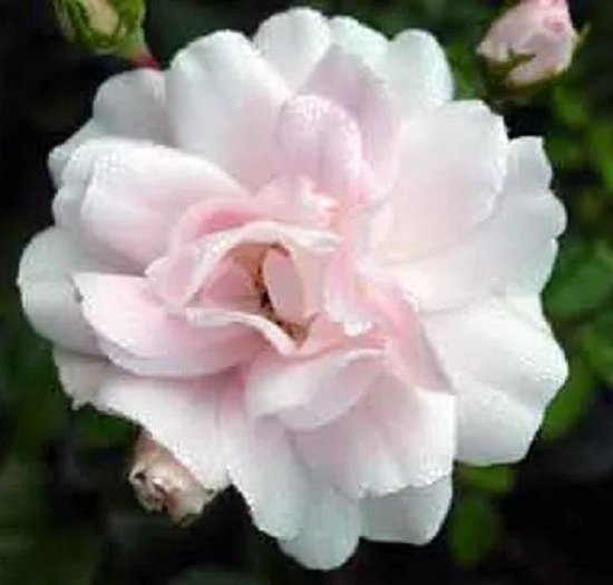 Rosa 'Sea Foam' - Bodembedekkende struikroos, in pot: Witte bloemen, rijkbloeiend en goed als bodembedekker. - Arborix