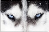 Schilderij Blauwe husky ogen, 2 maten, zwart-wit-blauw