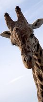 Giraffe2 deurposter 102x232 cm