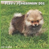 Pomeranian Puppy 2022 Calendar