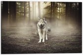 Dibond - Wolf in het Bos - 60x40cm Foto op Aluminium (Met Ophangsysteem)
