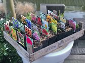 Mix van 24 Tuinplanten Winterhard in houten krat - Buiten planten in kwekerspot - Diverse kleuren bloemen