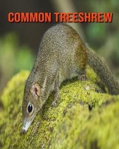 Common Treeshrew