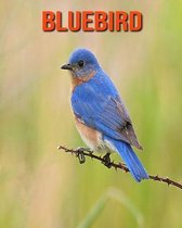 Bluebird