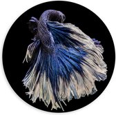 Forex Wandcirkel - Paarse Vis met Blauwe Staart - 100x100cm Foto op Wandcirkel (met ophangsysteem)