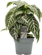 Decorum Botanica Aphelandra Green – ↨ 30cm – ⌀ 13cm