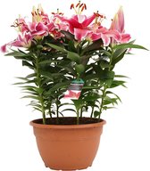 Mama's Planten - Lelie - Starlight Express - Roze - Bloeiende Kamerplant - Geeft Sfeer En Zuurstof - ↨ 40cm - ⌀ 25cm
