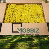 MosBiz Rendiermos Lemon 2 laags (2,6 kilo) voor decoraties, schilderijen en mos wanden
