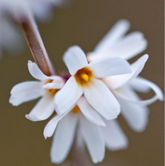 Sometimes called white forsythia, Abeliophyllum is a shrub that lends itself to a winter garden. Reliable in late January and early February, it grows as a free-standing or trained shrub. On the Sometimes called white forsythia, Abeliophyllum is a shrub that lends itself to a winter garden. Reliable in late January and early February, it grows as a free-standing or trained shrub. On the
