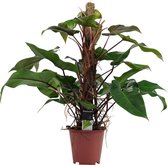 FloriaFor - Philodendron Red Emerald - - ↨ 75cm - ⌀ 19cm