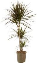 FloriaFor - Dracaena Margenta - - ↨ 125cm - ⌀ 24cm