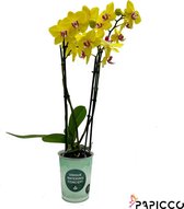 Papicco ART Mondriaan - Orchidee - 4-tak - Phalaenopsis - Geel