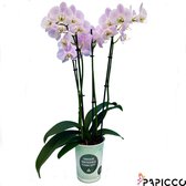 Papicco TROPICAL Galah - Orchidee - 4-tak - Phalaenopsis - Roze