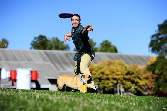 Man gooit een frisbee naar een buldog in een park.
