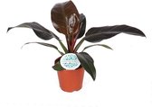 Kamerplant van Botanicly – Philodendron Imperial Red – Hoogte: 35 cm