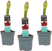 (3 stuks) Decorum Hippeastrum Amaryllis - Kamerplant - Bloembol - Dark Red - ø13cm - 25cm