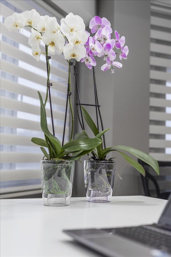 Slank grind alarm 3st Transparante bloempotten voor orchideeën of planten en bloemen 1.5L |  bol.com