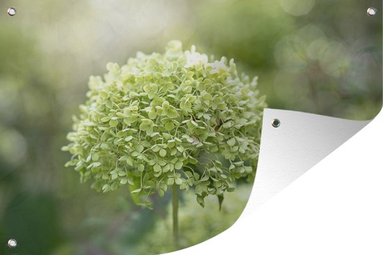 Grote Kunst Hortensia Blauw 65cm