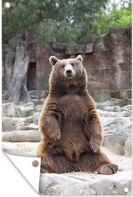 Un Grizzly Bear attend sa nourriture alors qu'il est assis Affiche de  jardin 120x180