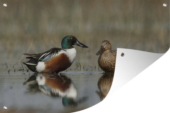 Décoration murale murale Canard - Water - Reflet - 180x120 cm - Poster jardin - Toile jardin - Poster extérieur
